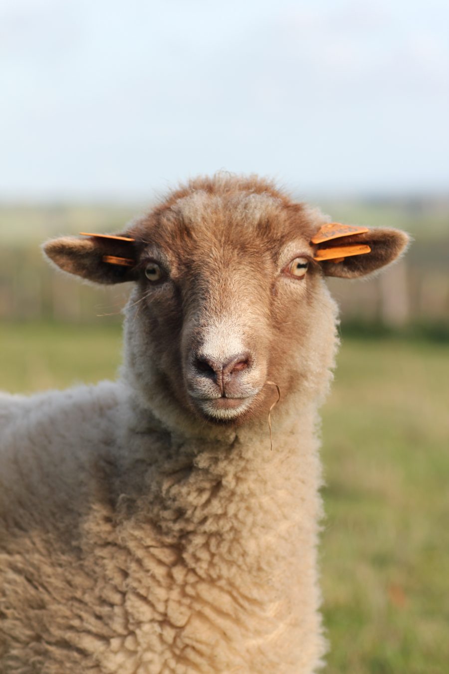 Une agnelle Shetland