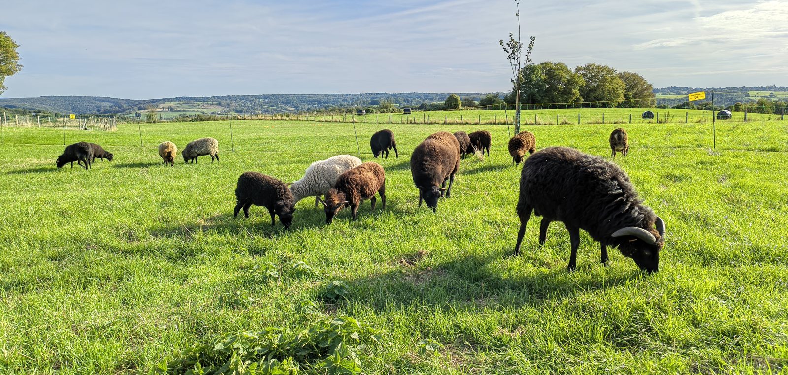 Le troupeau en pâture sur les hauteurs de Chaudfontaine